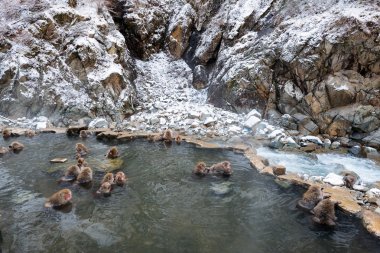 Jigokudani kar maymun Park, Kanbayashi Onsen, Japonya.