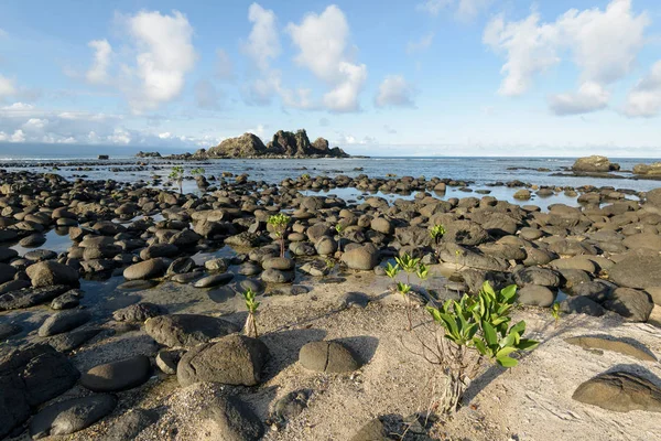 Proyecto de sitio de manglares en Brgy. Zabali, Baler, Aurora . — Foto de Stock