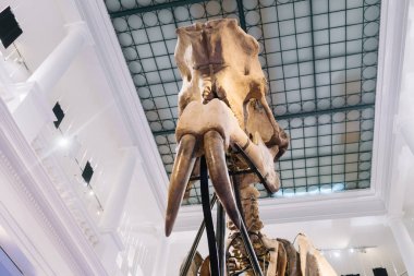 Bucharest, Romania - Dec 15, 2019: Exhibition in the Grigore Antipa National Museum of Natural History in Bucharest, Romania 