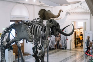 Bucharest, Romania - Dec 15, 2019: Exhibition in the Grigore Antipa National Museum of Natural History in Bucharest, Romania,