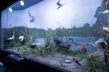 Bucharest, Romania - Dec 15, 2019: Stuffed wildlife diorama inside Grigore Antipa National Museum of Natural History in Bucharest Romania