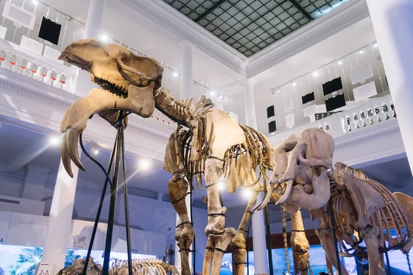 Bucarest Rumanía Diciembre 2019 Exposición Museo Nacional Historia Natural Grigore — Foto de Stock