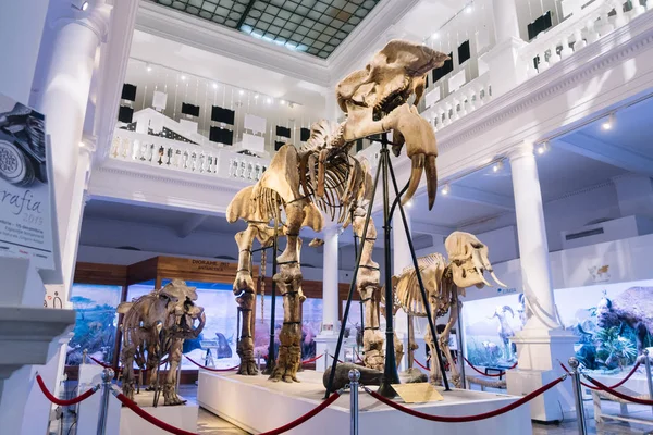 Bucarest Rumanía Diciembre 2019 Exposición Museo Nacional Historia Natural Grigore — Foto de Stock