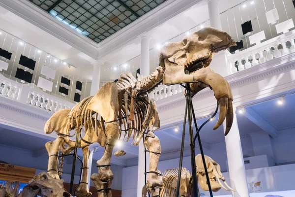Bucarest Rumanía Diciembre 2019 Exposición Museo Nacional Historia Natural Grigore — Foto de Stock