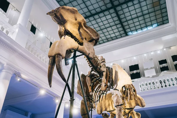 Bucarest Rumanía Diciembre 2019 Exposición Museo Nacional Historia Natural Grigore — Foto de Stock