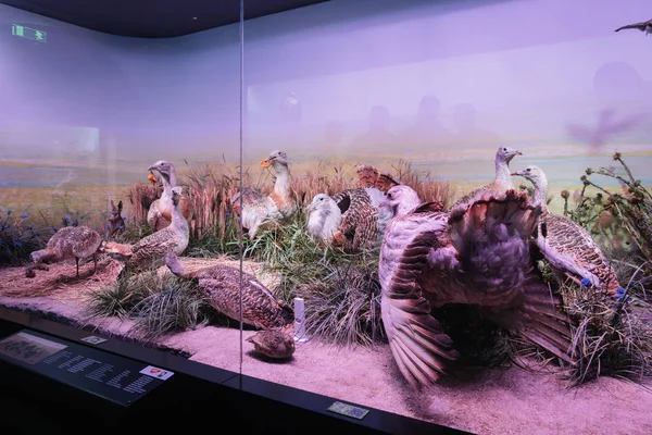 Bucharest Romania Dec 2019 Stuffed Wildlife Diorama Grigore Antipa National — 图库照片