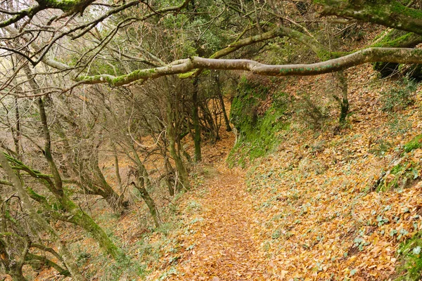 Meteora Greece Dec 2019 Hiking Path Meteora Greece — 스톡 사진