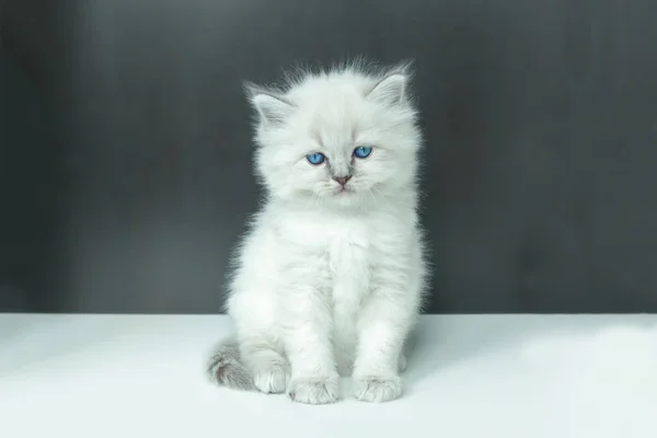 Porträt eines weißen Kätzchens. — Stockfoto