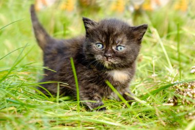 Dışarıda tekir kedicik miyavlıyor.