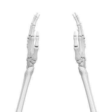 İskelet el. 3B Görüntü.