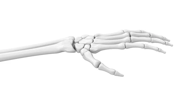 Σκελετικό Χέρι Εικονογράφηση — Φωτογραφία Αρχείου
