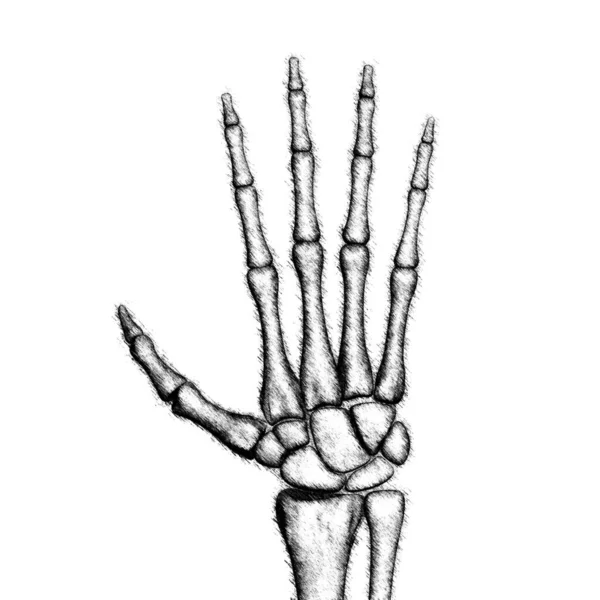 Ζωγραφισμένο Σκελετικό Χέρι Εικονογράφηση — Φωτογραφία Αρχείου