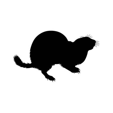 Zemin sincap, gölge resim