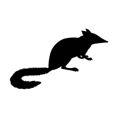 Numbat, gölge resim