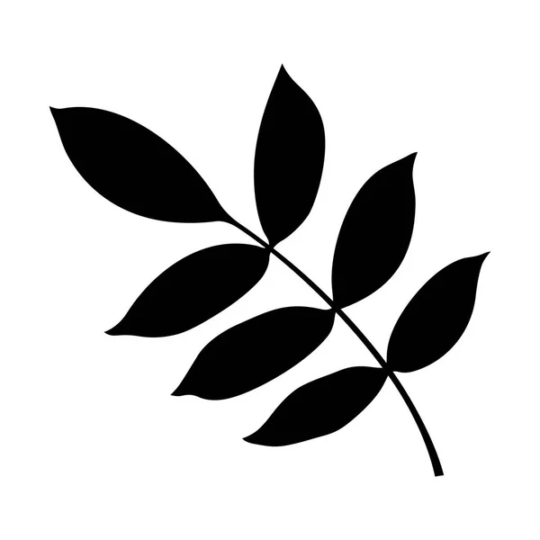 Liść drzewa jesion — Wektor stockowy