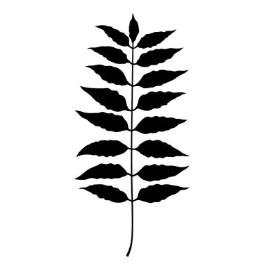 Ailanthus ağaç dalı