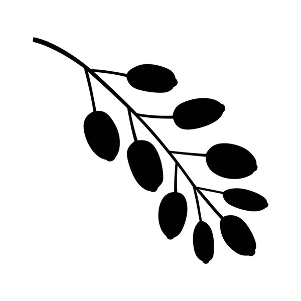 Rama de berberis — Vector de stock