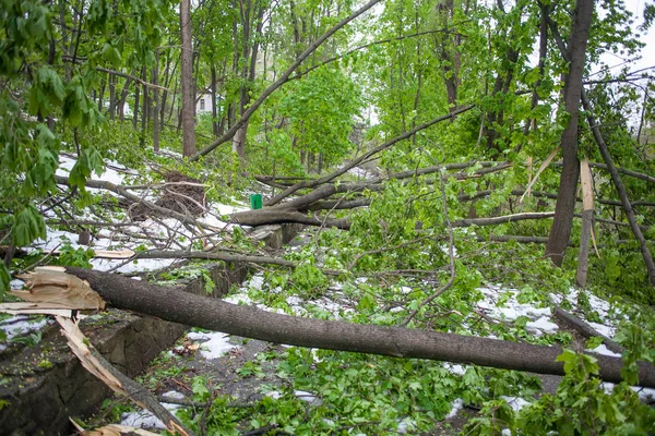 Windbreak in the park — Stock Photo, Image