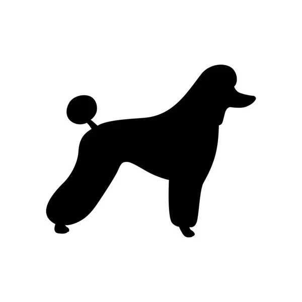 Poodle (Canis lupus familiaris) — Stock Vector