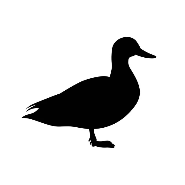 Symbolbild Ente (anatinae) — Stockvektor