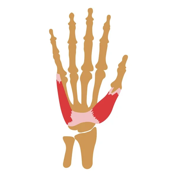Músculo Curto Abdutor Polegar —  Vetores de Stock