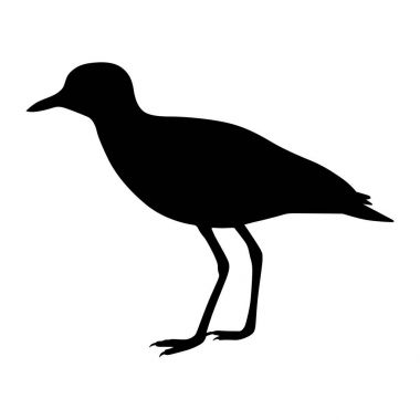 Martı (Laridae), gölge resim