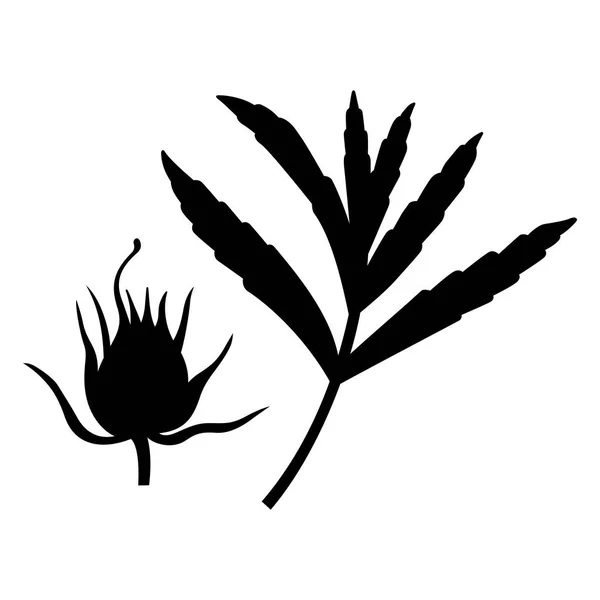 Gratiola 叶子和花 树荫图片 — 图库矢量图片