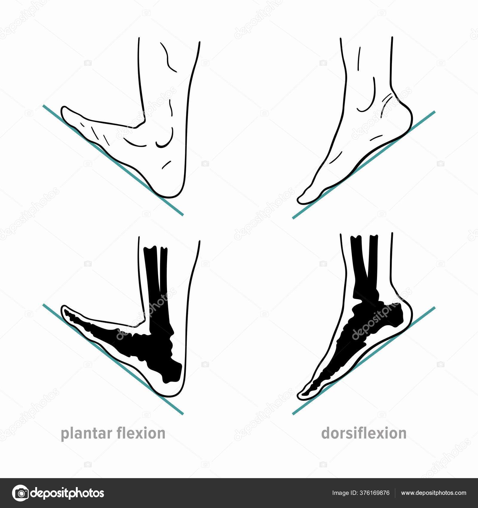 Plantar Flexion Anatomy