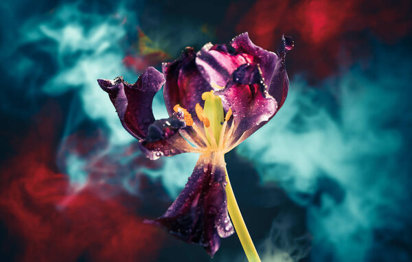 Spring tulip flower bud at abstract multicolor background