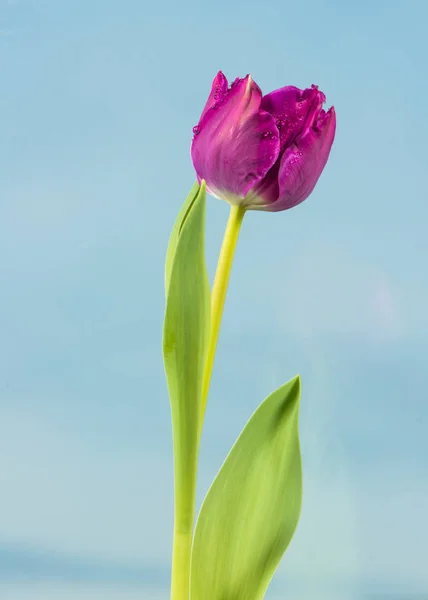 Tulipán de primavera en el cielo bue —  Fotos de Stock