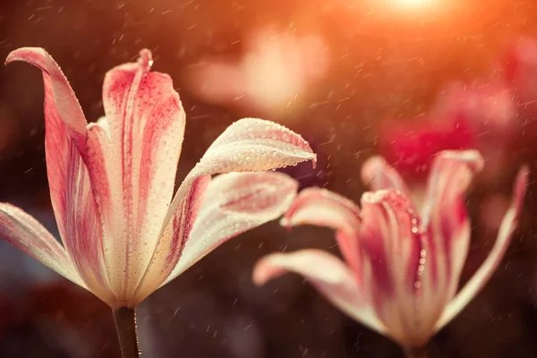 Striped spring flowers — Stock Photo, Image