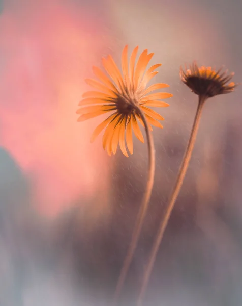 Flores de jardín de primavera —  Fotos de Stock