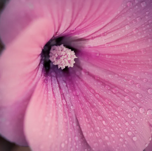 Brote de flor rosa —  Fotos de Stock