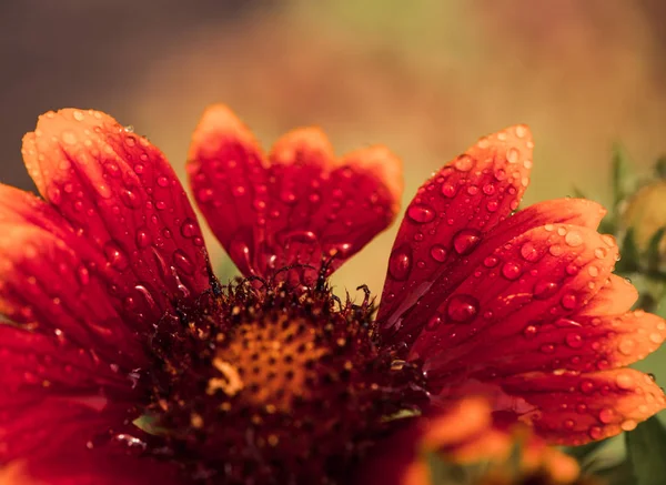 Färgglada våta blomma — Stockfoto