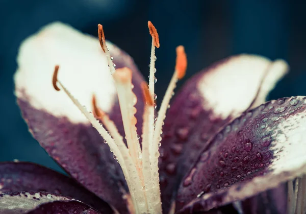 Fresh summer flower — Stock Photo, Image