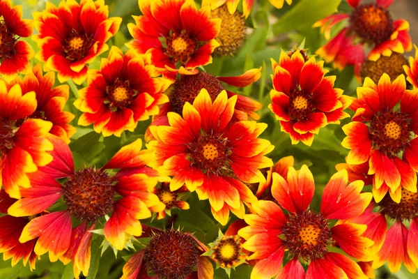 muticolor summrtime çiçek