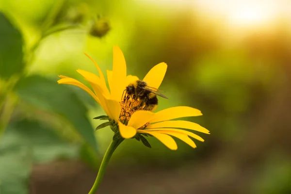 Gelbe Sommerblume mit Biene — Stockfoto