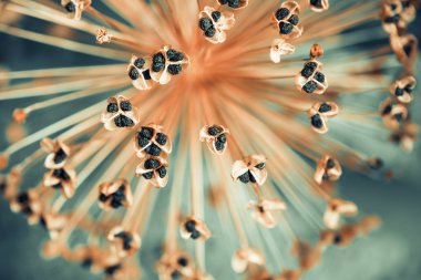 susuz yaz çiçek portre