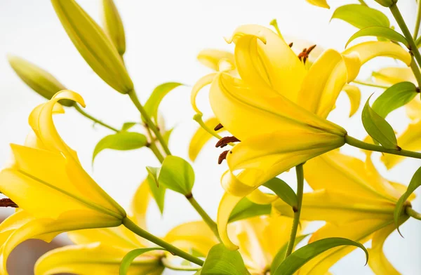 Gelbe Sommerblumen — Stockfoto
