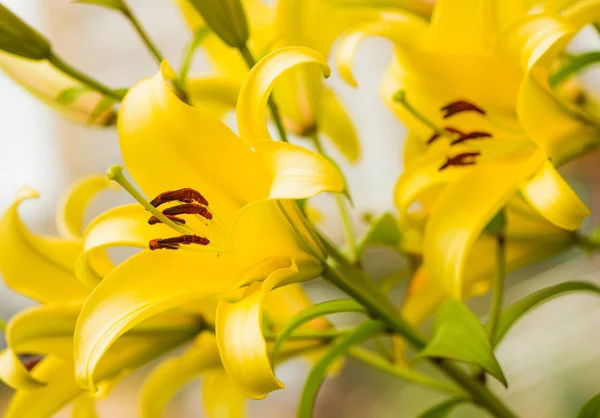 Gelbe Sommerblumen — Stockfoto