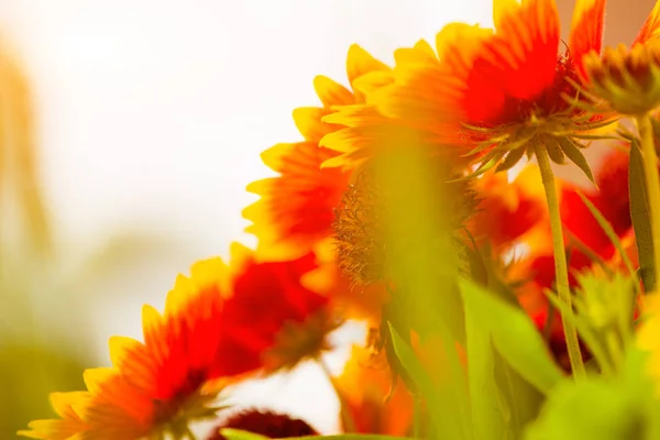 Fleurs d'été colorées — Photo