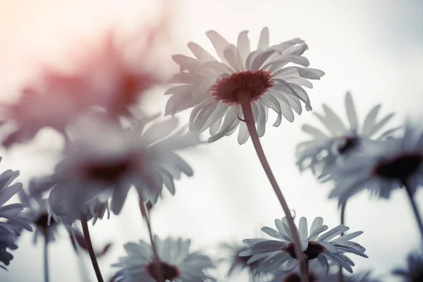 Літні Квіти ромашки — стокове фото