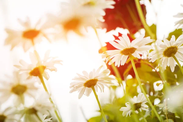 Білі літні ромашкові квіти — стокове фото