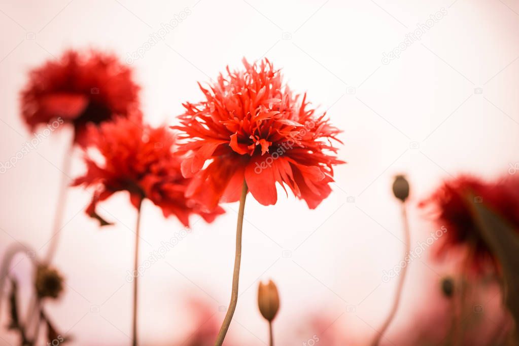 red summer flowers