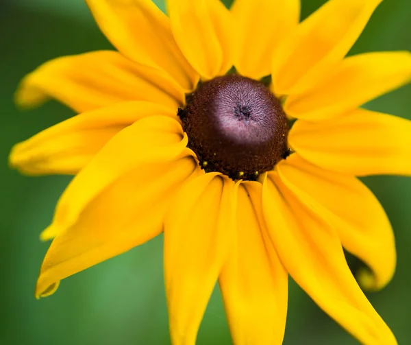 Sommar gul blomma — Stockfoto