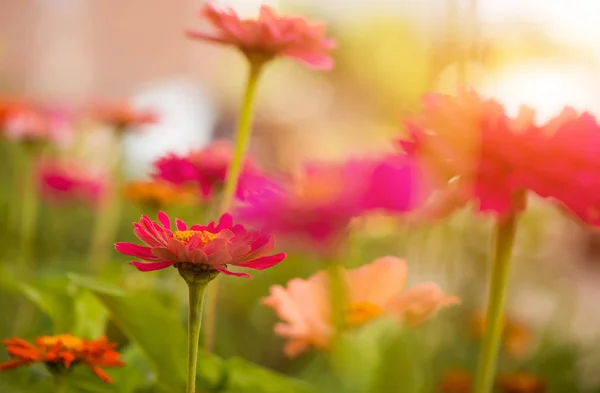 Летние садовые цветы — стоковое фото