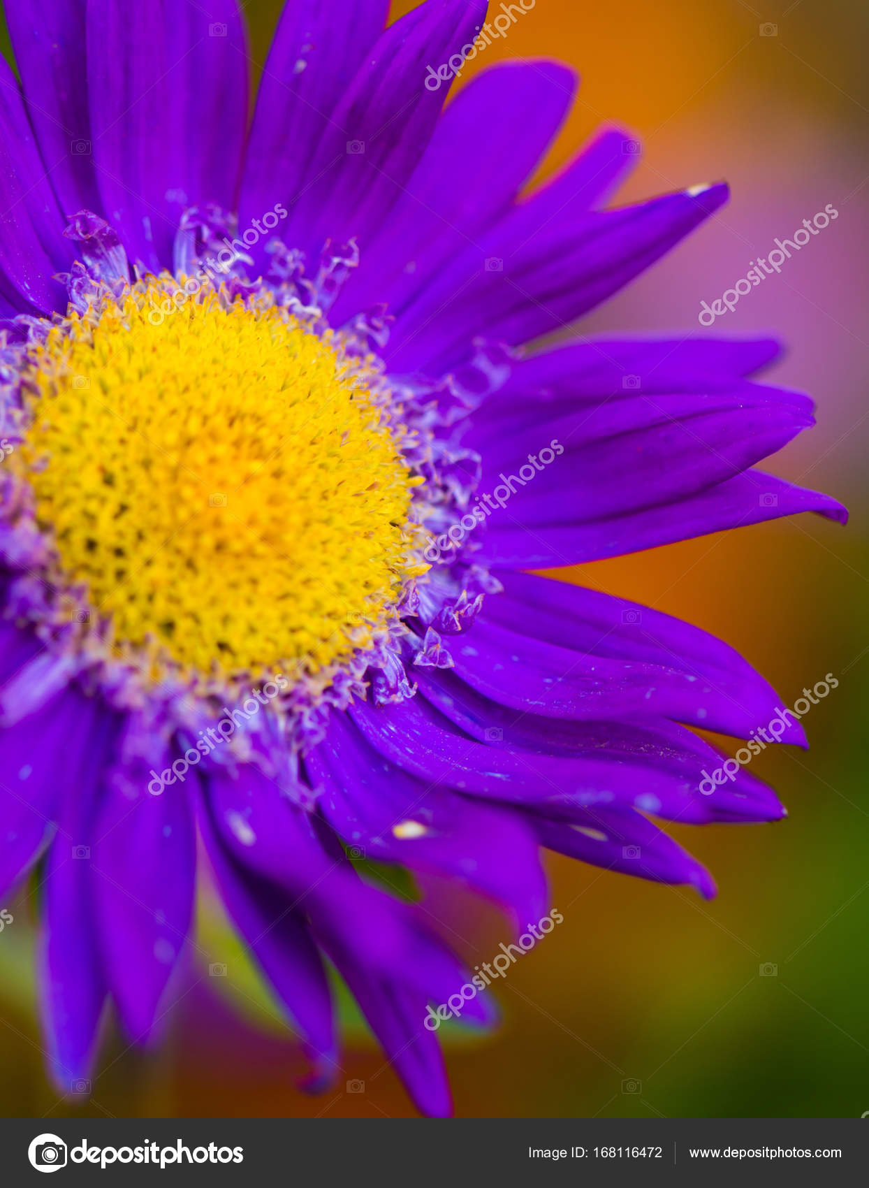 Violet Flower Bud Stock Photo C Blazeofglory 168116472