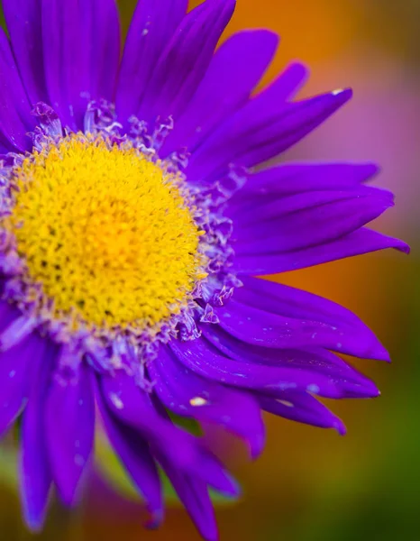 Flor violeta Bud —  Fotos de Stock
