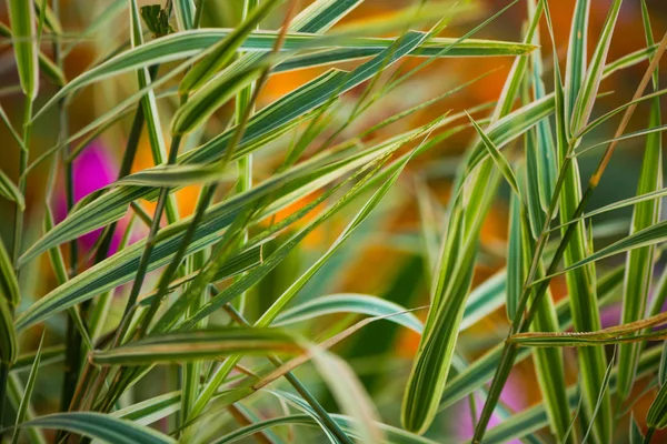 Pflanzen der Herbstsaison — Stockfoto