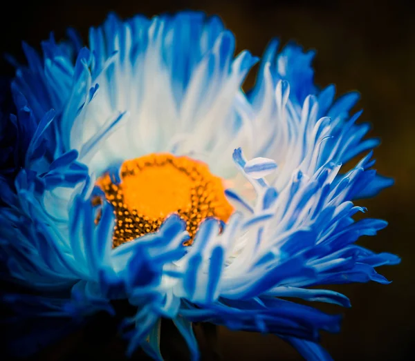 Capullo de flor azul —  Fotos de Stock